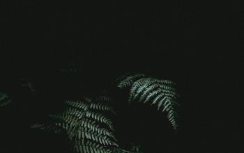 Wallpaper Green Tree