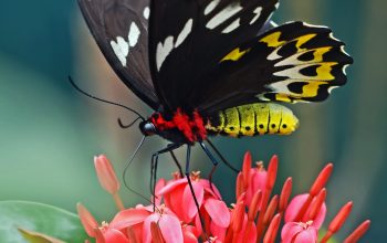 Wallpaper Selective Focus Photography of Black and Yellow Swallowtail Butterfly on Ixora