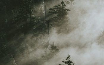 Wallpaper Pine Trees Surrounded by Fog