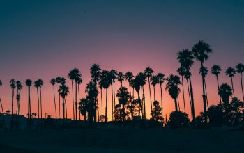 Wallpaper Palm Trees During Sunset
