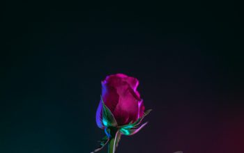 Wallpaper Red Rose Flower Photo in Dark Surface