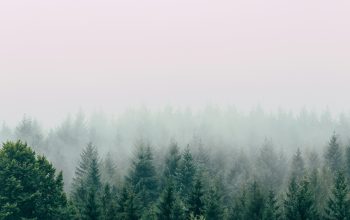 Wallpaper Aerial Photography of Forest