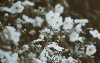 Wallpaper White Petaled Flowers in Focus Photography at Daytime