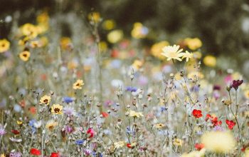 Wallpaper Garden Flowers Photography