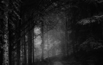 Wallpaper Grayscale Trees and Pathway