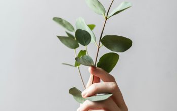 Wallpaper Person Holding a Leaf Plant
