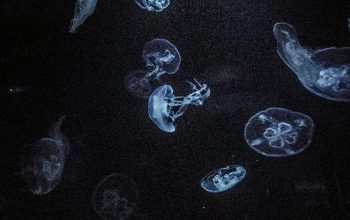 Wallpaper Underwater Photography of Jellyfish