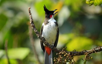 Wallpaper Selective Focus Bird Photography