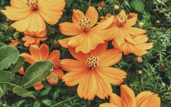 Wallpaper Orange Flower Bloom