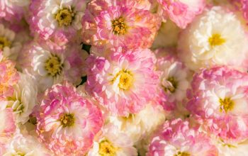 Wallpaper White and Pink Petaled Flower Lot