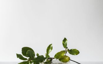 Wallpaper Green Leafed Plant