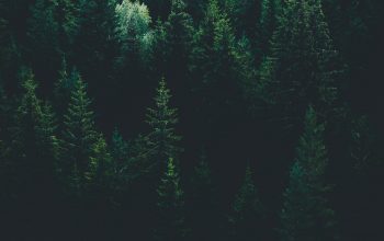 Wallpaper Scenery of Forest Trees