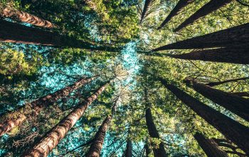 Wallpaper Low Angle Photography of Trees at Daytime