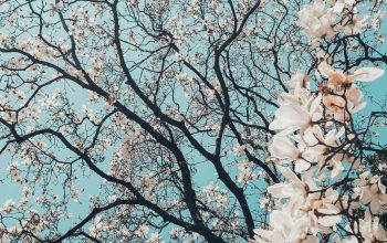 Wallpaper Sakura Tree in Bloom