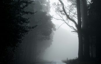 Wallpaper Gray Road Between Trees in Grayscale Photography