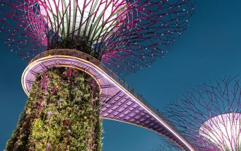 Wallpaper Purple Tree Light Singapore Landmark