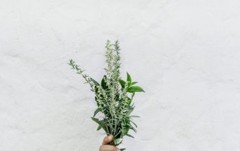 Wallpaper Person Holding Green Plants