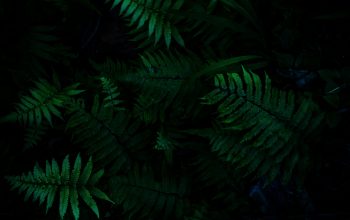 Wallpaper Green Plants