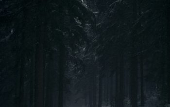 Wallpaper Pine Trees Covered by Snow at Daytime