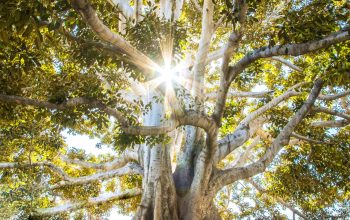 Wallpaper Sun Light Passing Through Green Leafed Tree