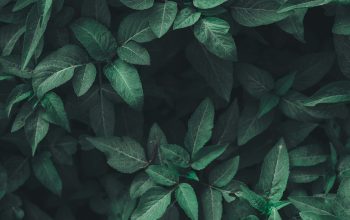 Wallpaper Green Leaf Plants