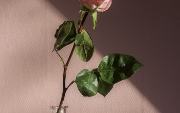 Wallpaper Pink Flower