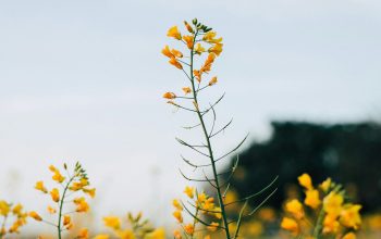 Wallpaper Selective Focus Photography of Yellow Petaled Flower