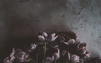 Wallpaper Pink and Red Flowers