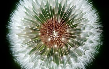 Wallpaper Macro Photography of Dandelion