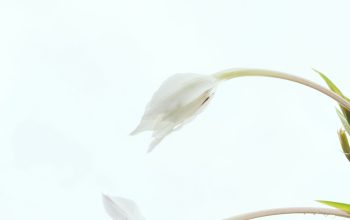 Wallpaper White Petal Flower on White Background