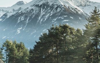 Wallpaper Asphalt Road Beside Green Trees, Snowy Mountain