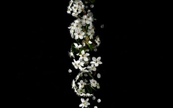 Wallpaper Shallow Focus White Flower Lot