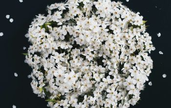 Wallpaper White Flower Bouquet