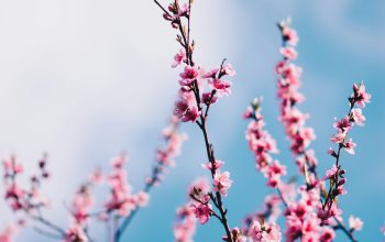 Wallpaper Close-Up Pink Cherry Blossoms
