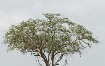 Wallpaper Green Tree Under Cloudy Sky
