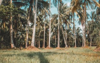 Wallpaper Bird’s-Eye View Photography of Coconut Trees