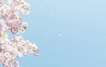 Wallpaper Cherry Blossom Under Blue Sky