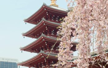 Wallpaper Brown and Gold Pagoda Near Cherry Blossom
