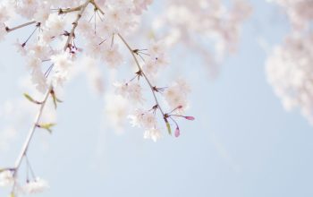 Wallpaper Selective Focus Photography of Pink Petaled Flower