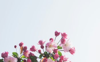 Wallpaper White and Pink Flowers