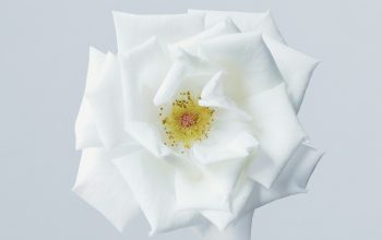 Wallpaper White Flower