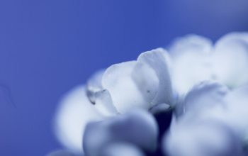 Wallpaper Selective Focus Photography of White Petal Flower