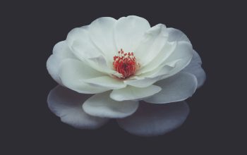 Wallpaper Shallow Focus Photography of White Petaled Flower in Water