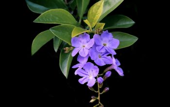 Wallpaper Closeup Purple Petaled Flowers