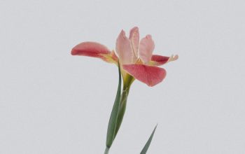 Wallpaper Pink Petaled Flower