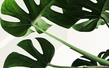 Wallpaper Green Leaves