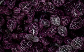 Wallpaper Purple Leafed Plant Field