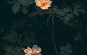 Wallpaper Two White Flowers