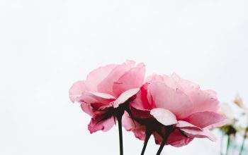 Wallpaper Selective Focus Photography Pink Flowers
