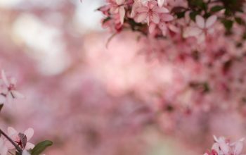 Wallpaper Selective Focus Cherry Blossoms